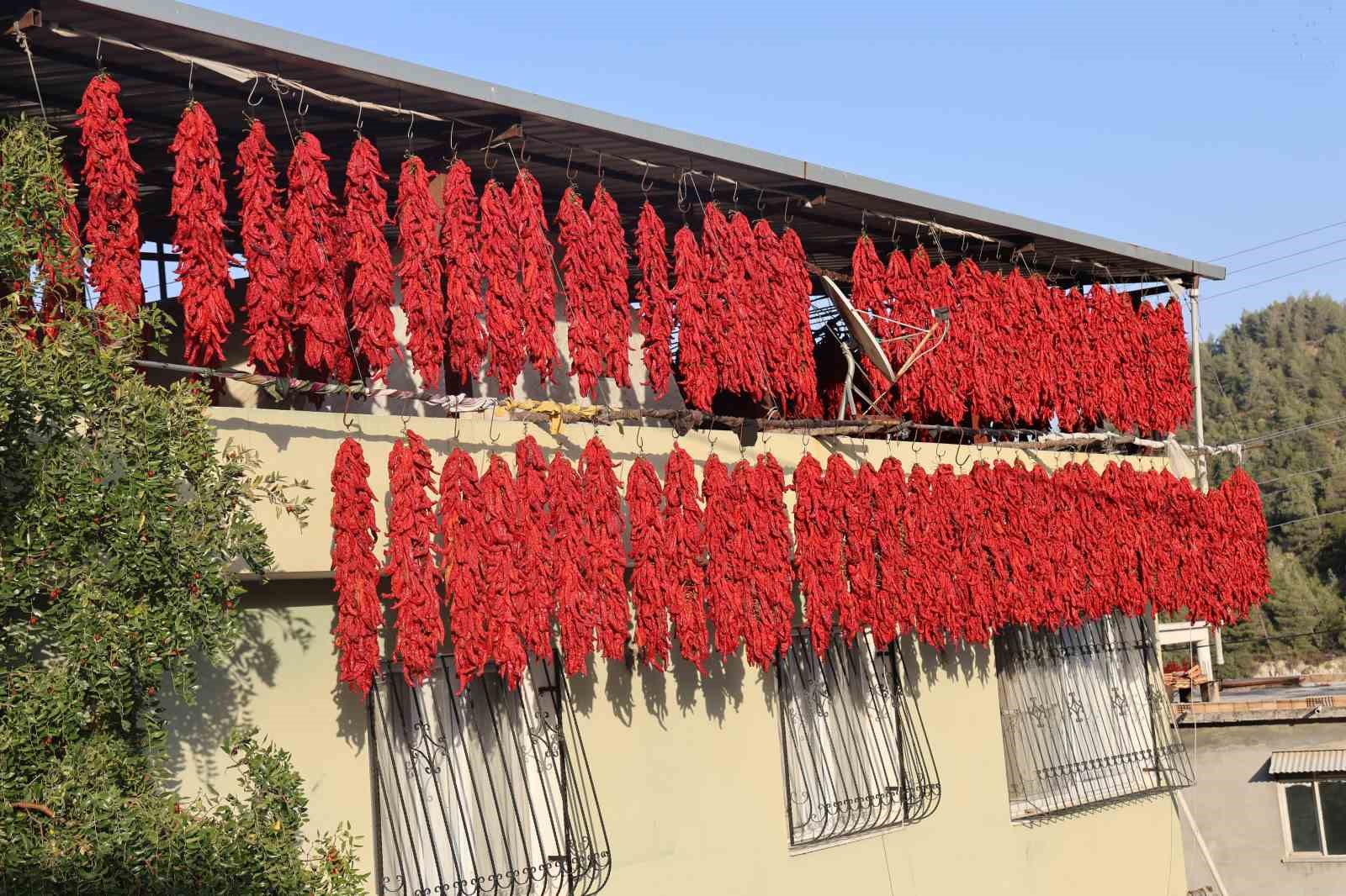 Kurutmalık biberlerle mahalle adeta kırmızıya büründü
