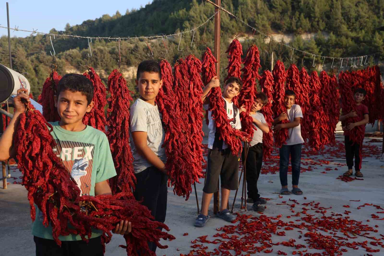 Kurutmalık biberlerle mahalle adeta kırmızıya büründü
