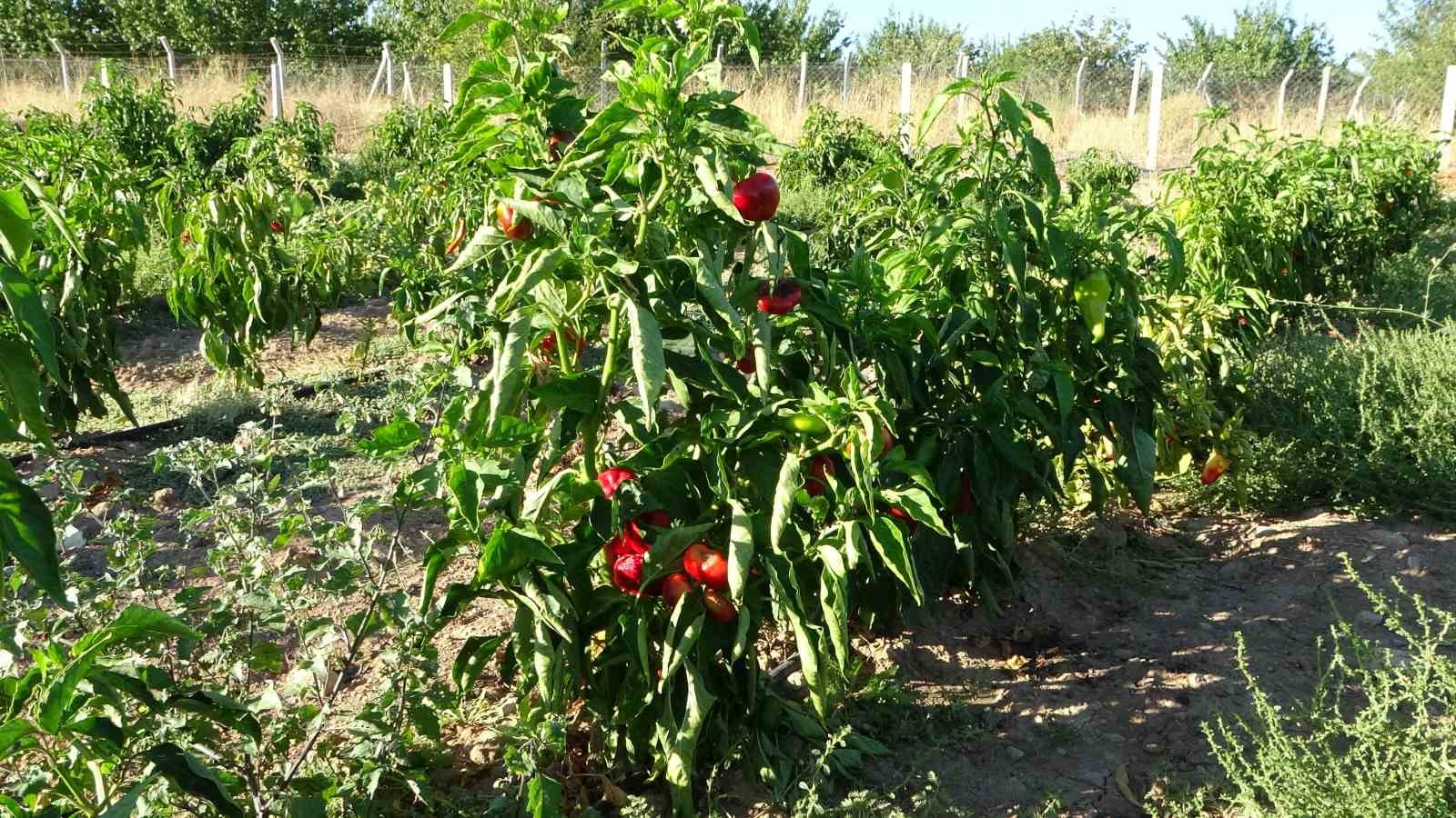 ABD’nin kapya biberi Malatya’dan
