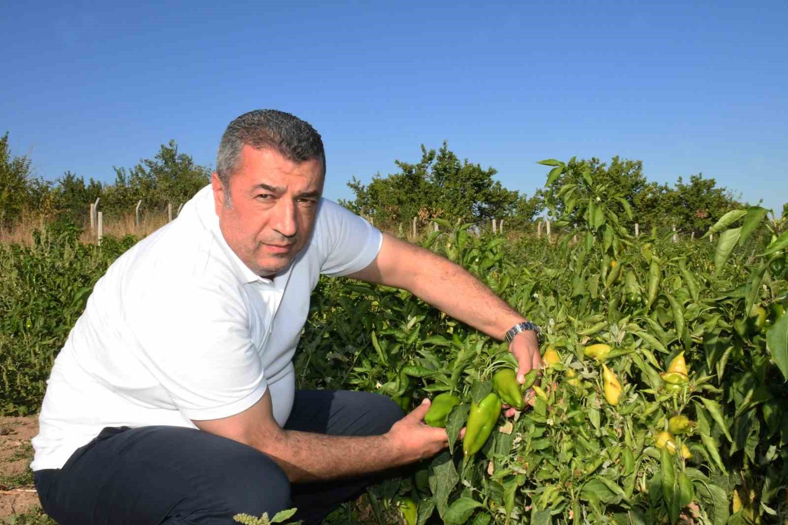 ABD’nin kapya biberi Malatya’dan
