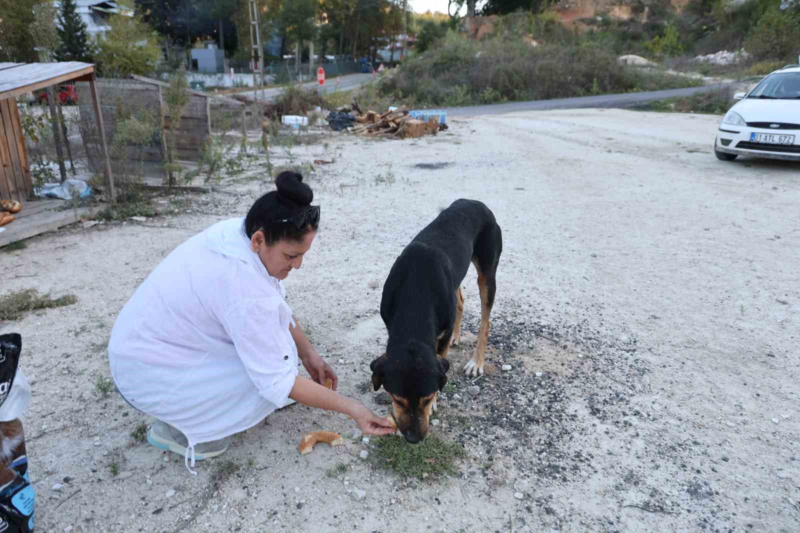 Yolda giderken kafası salça bidonuna sıkışan köpeği görüp kurtardı
