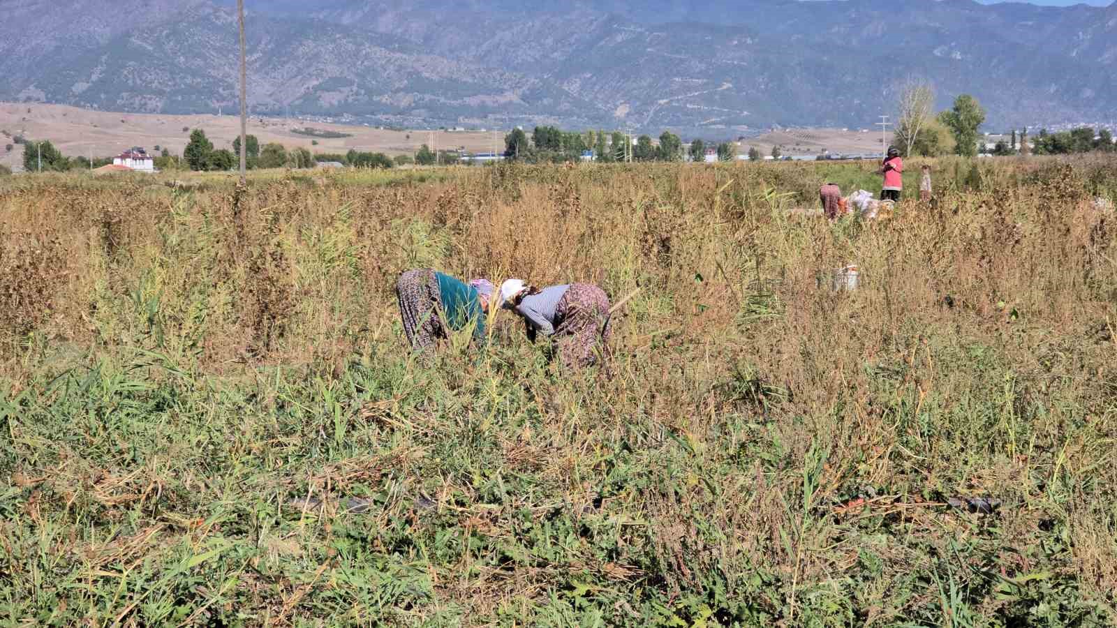 Tokatlı çiftçi 500 ton soğanı ücretsiz dağıttı
