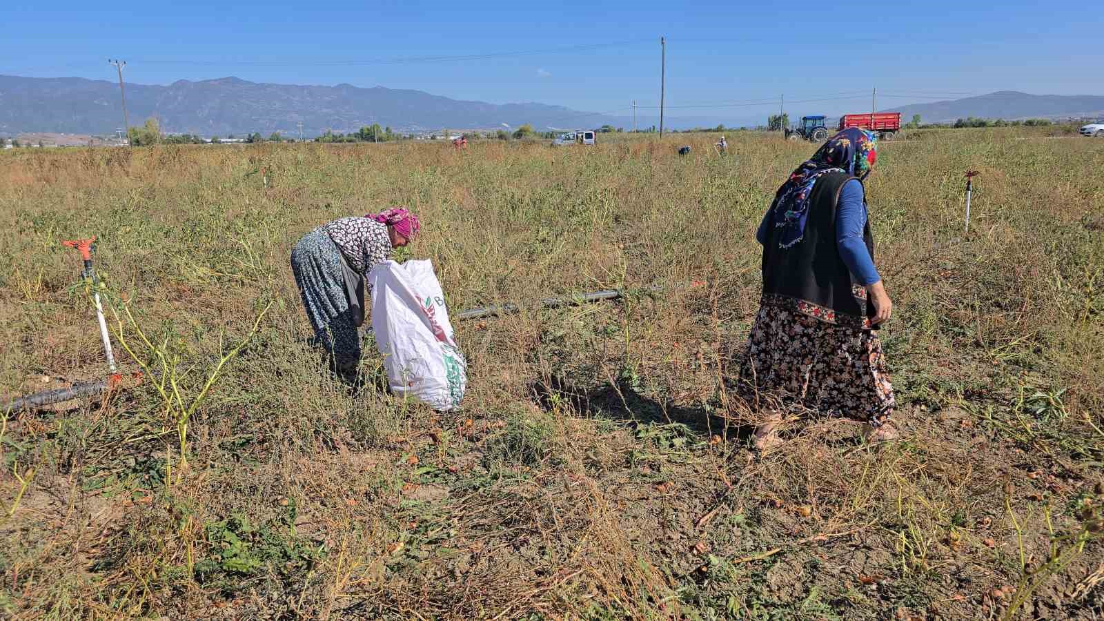 Tokatlı çiftçi 500 ton soğanı ücretsiz dağıttı
