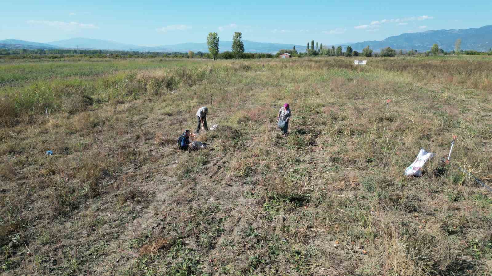 Tokatlı çiftçi 500 ton soğanı ücretsiz dağıttı
