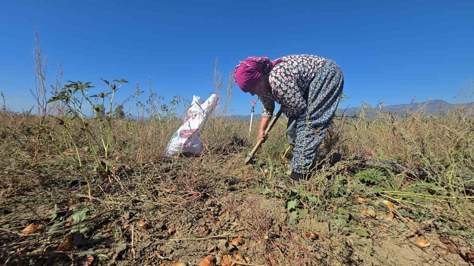 Tokatlı çiftçi 500 ton soğanı ücretsiz dağıttı
