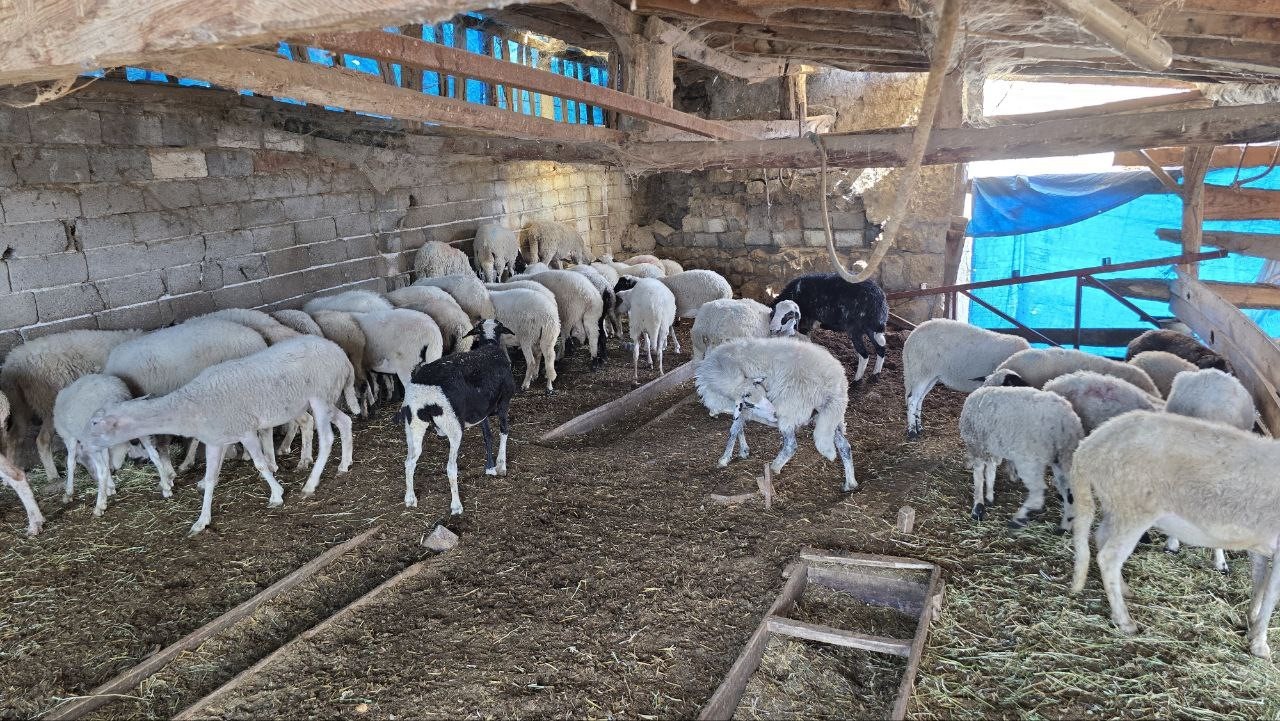 Amasya’da ağıla giren kurtlar, koyun sürüsünün yarısını telef etti
