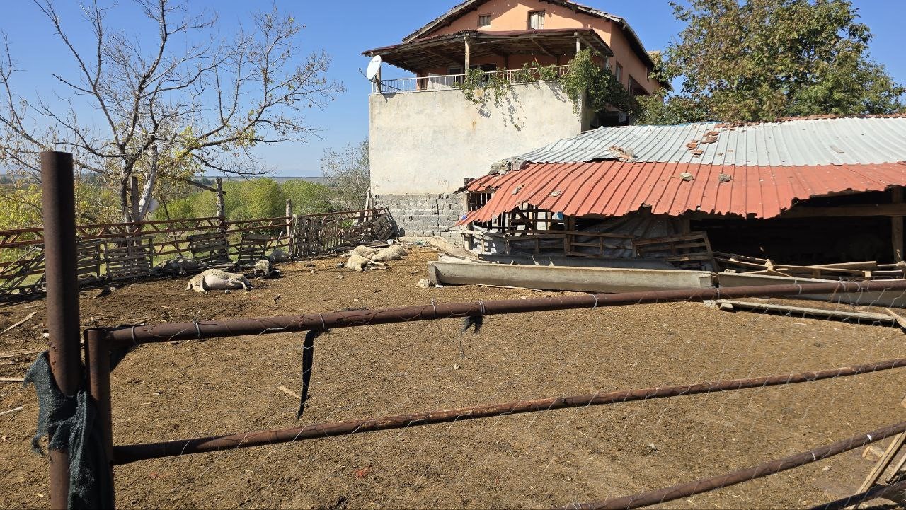 Amasya’da ağıla giren kurtlar, koyun sürüsünün yarısını telef etti
