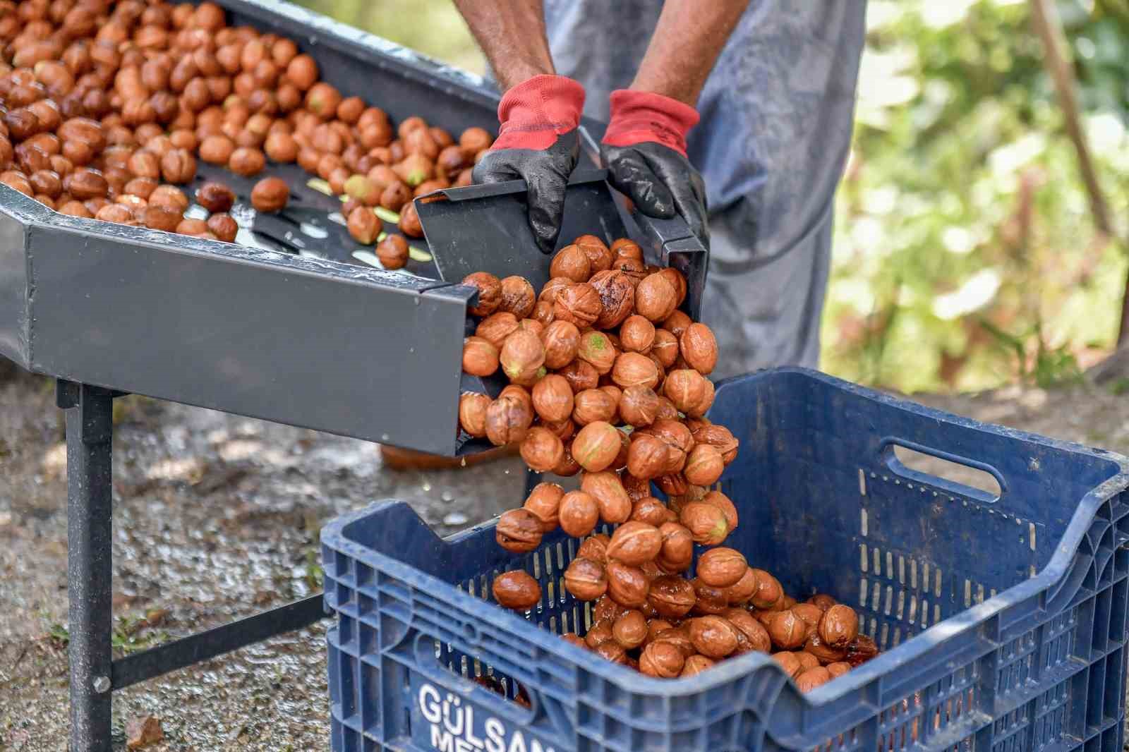 Belediyeden üreticilere ’ceviz soyma makinesi’ desteği
