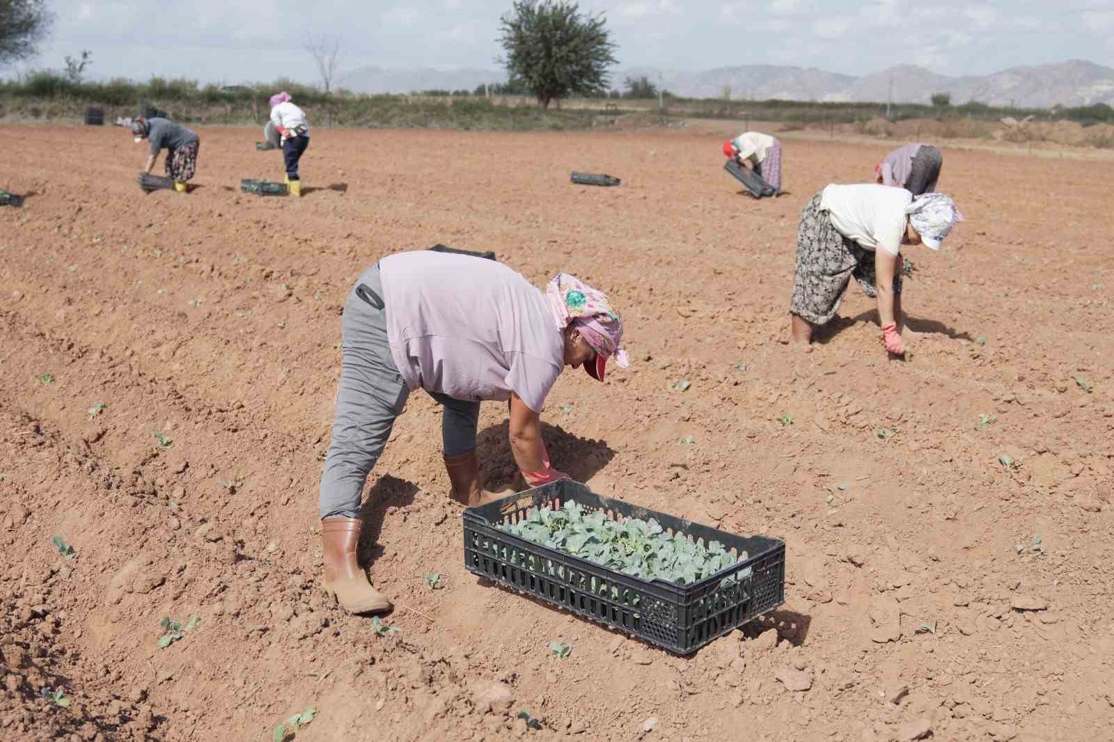 Efeler üretmeye devam ediyor
