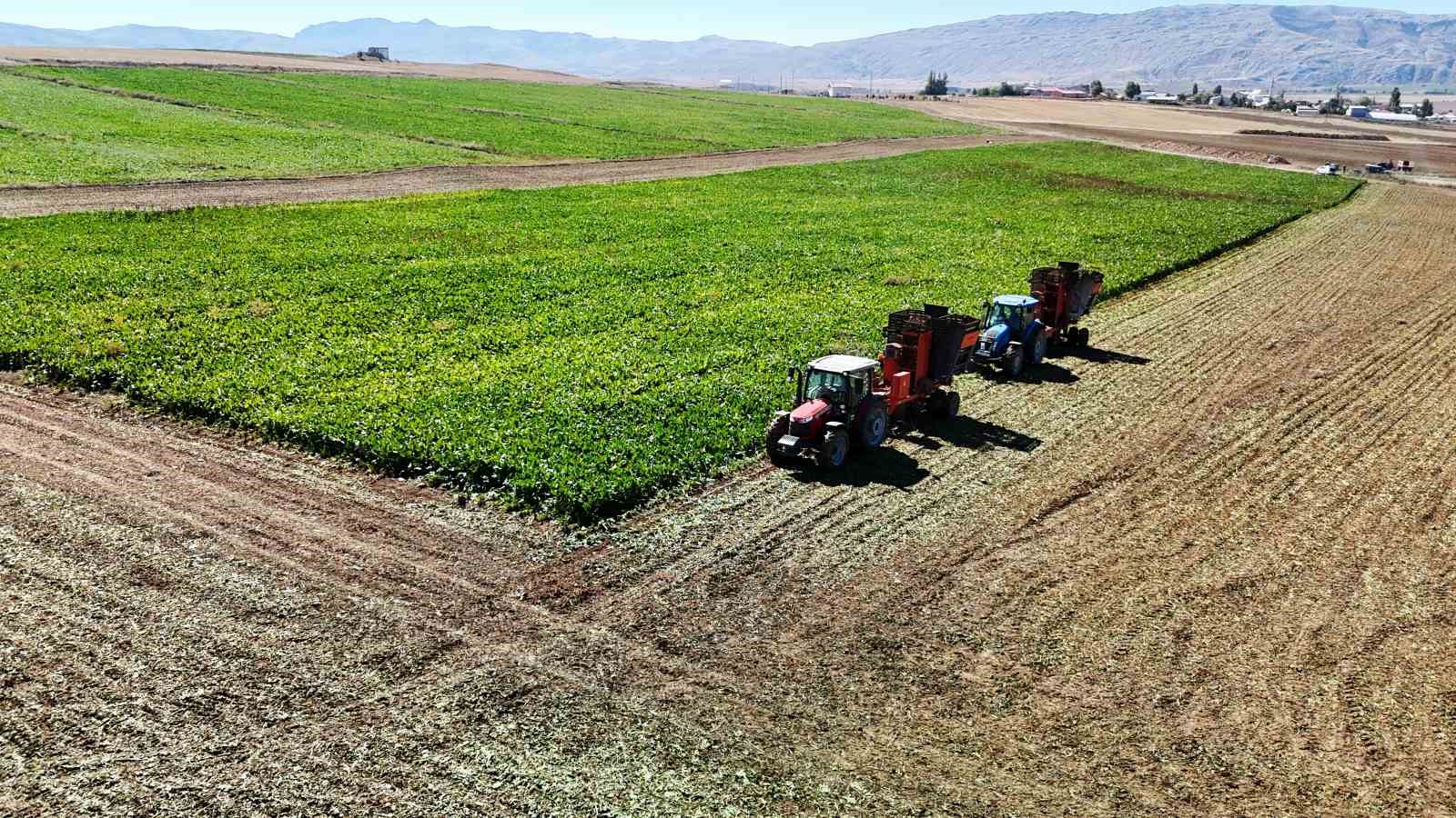 Küresel ısınma şeker pancarını da etkiledi, hasat erken başladı
