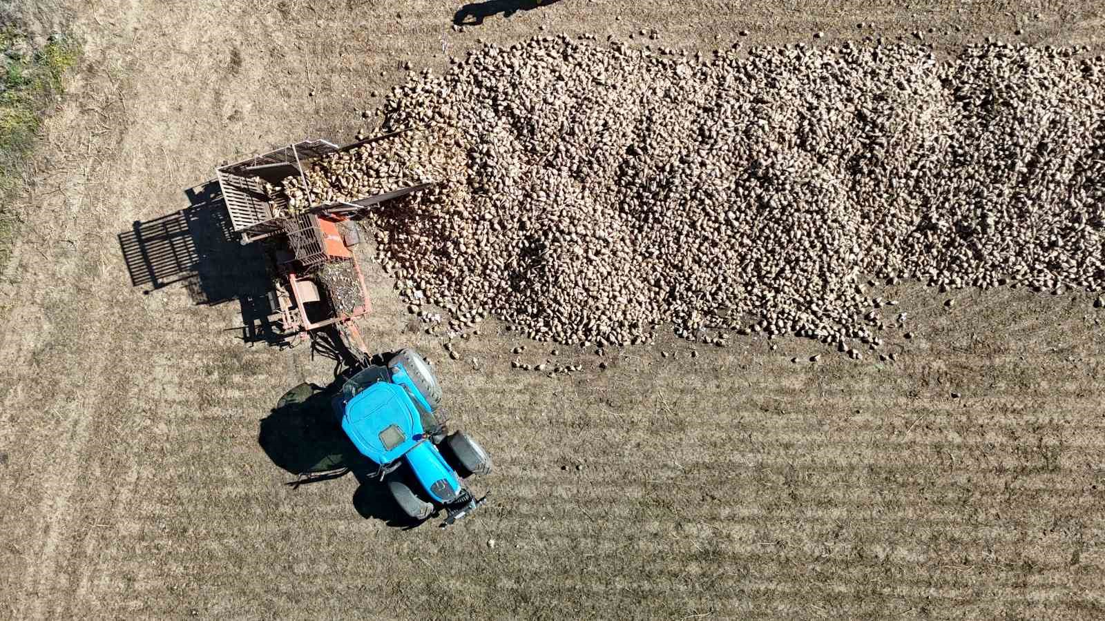 Küresel ısınma şeker pancarını da etkiledi, hasat erken başladı
