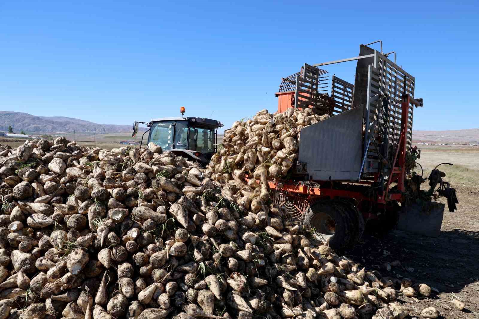 Küresel ısınma şeker pancarını da etkiledi, hasat erken başladı
