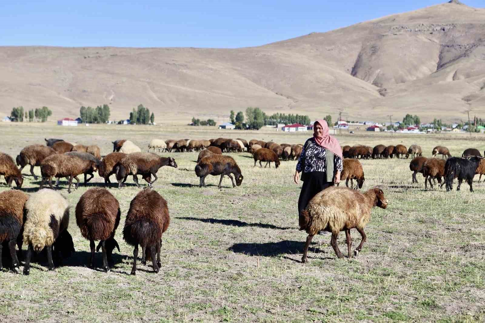 Devlet desteğiyle aldığı 100 koyunu, kadın eliyle 400’e çıkardı
