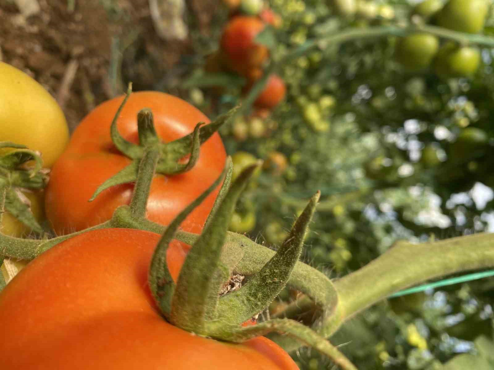 Domateste ilk hasatlar gelmeye başladı
