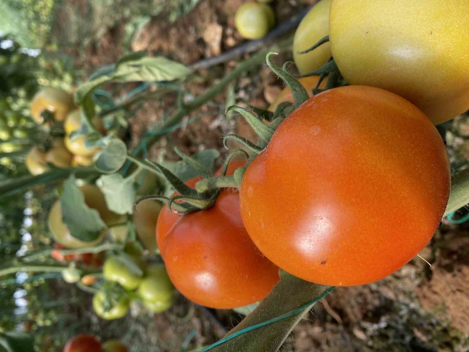 Domateste ilk hasatlar gelmeye başladı
