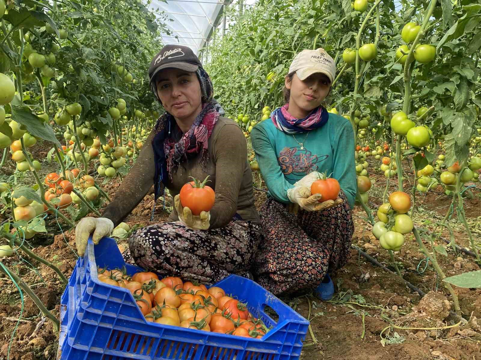 Domateste ilk hasatlar gelmeye başladı
