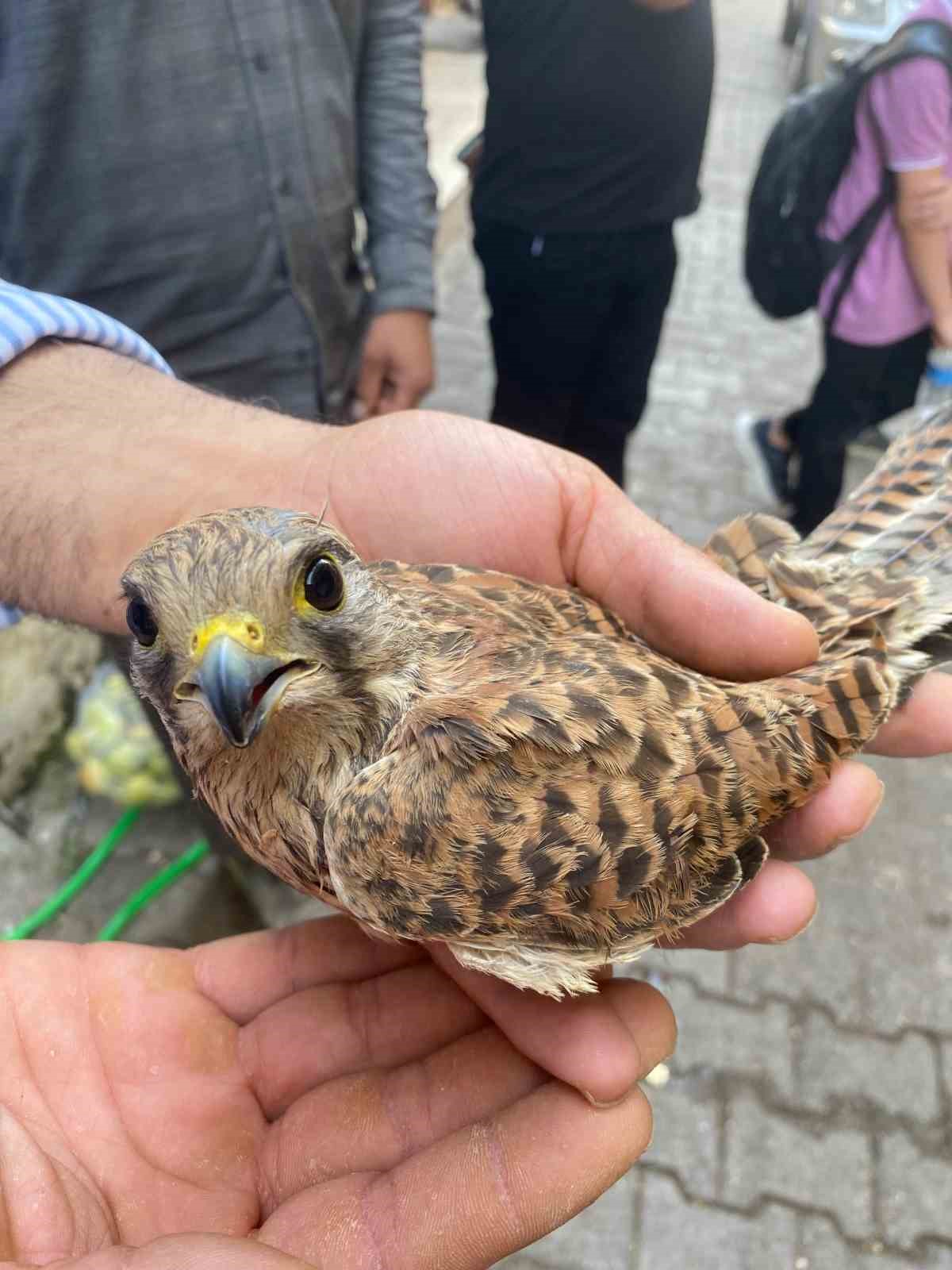 Şırnak’ta bulunan kerkenez kuşu doğal yaşam alanına bırakıldı
