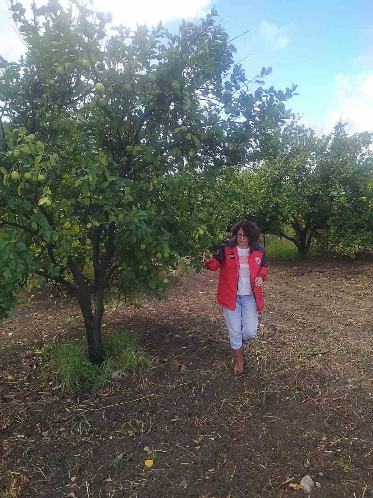 Fethiye’de Akdeniz Meyve Sineği ile mücadele
