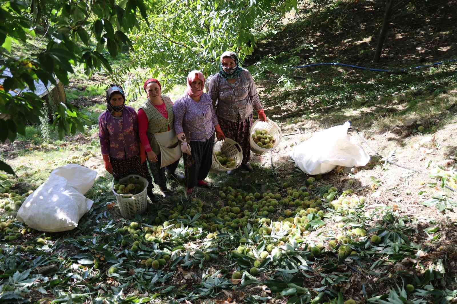 Aydın dağlarında kestane hasadı telaşı başladı
