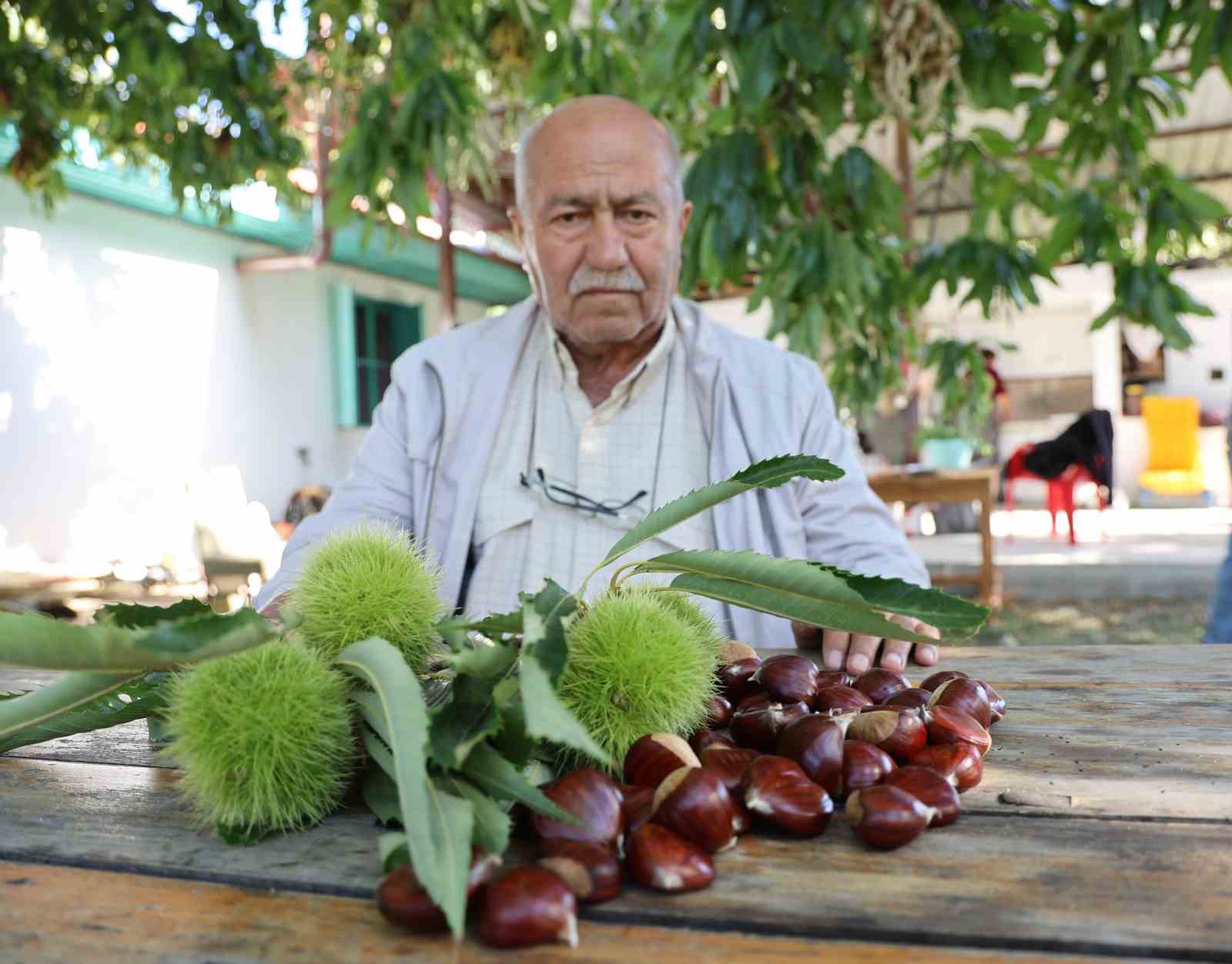 Aydın dağlarında kestane hasadı telaşı başladı
