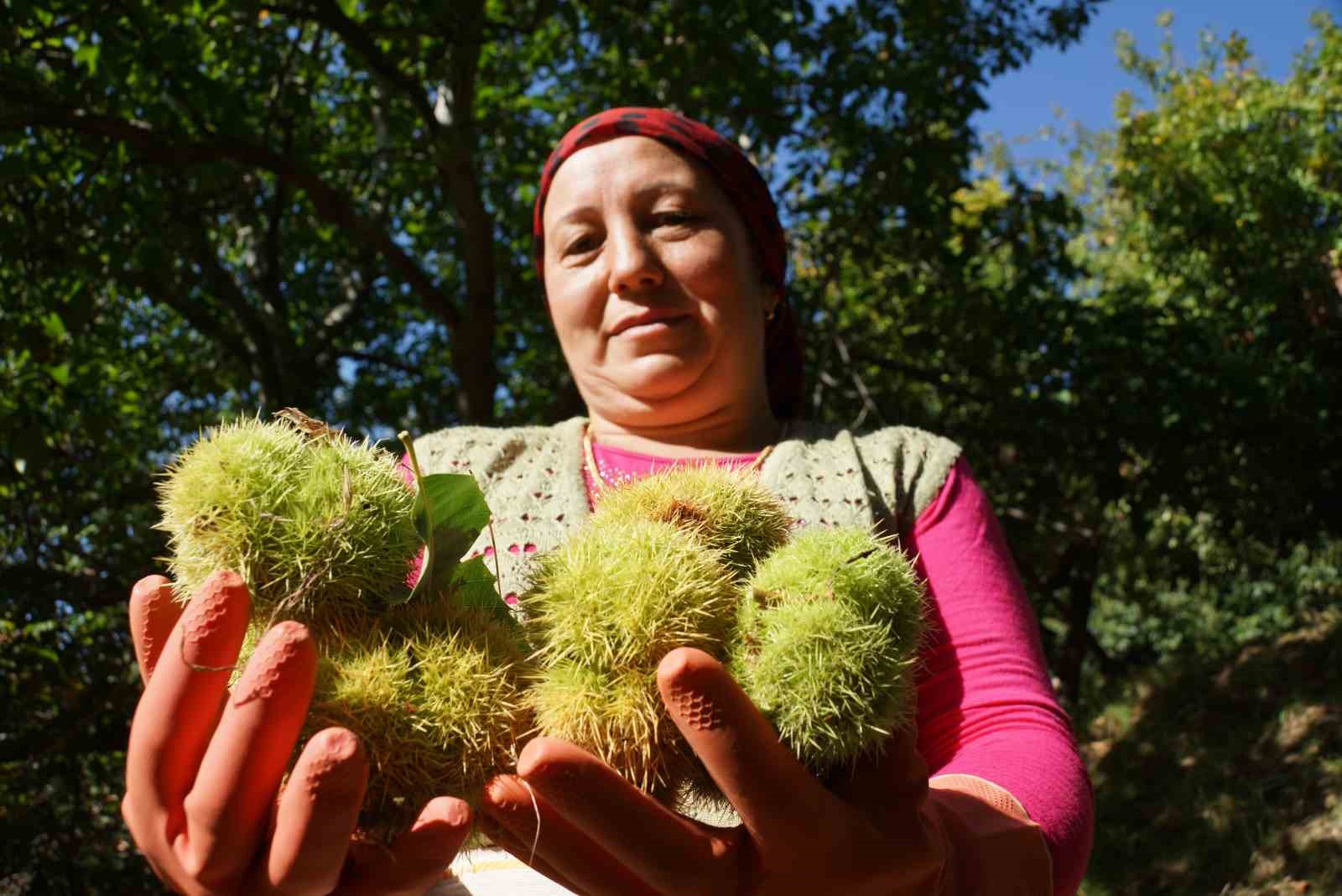 Aydın dağlarında kestane hasadı telaşı başladı
