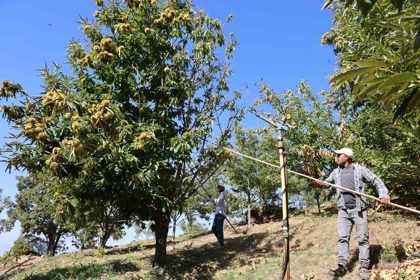 Aydın dağlarında kestane hasadı telaşı başladı
