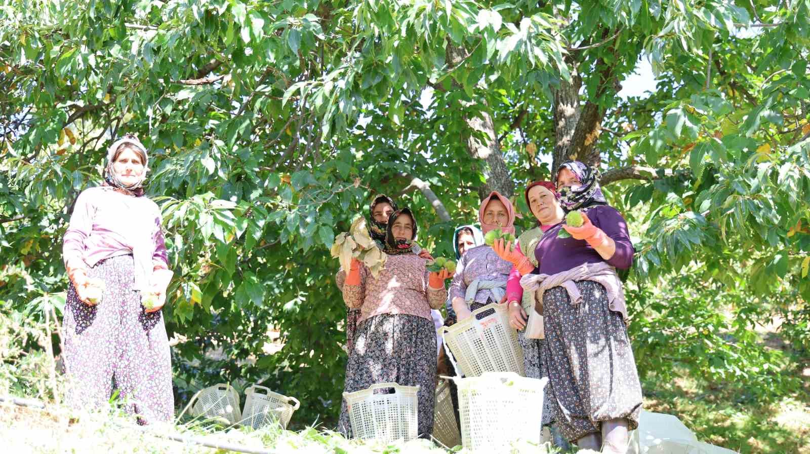 Aydın dağlarında kestane hasadı telaşı başladı
