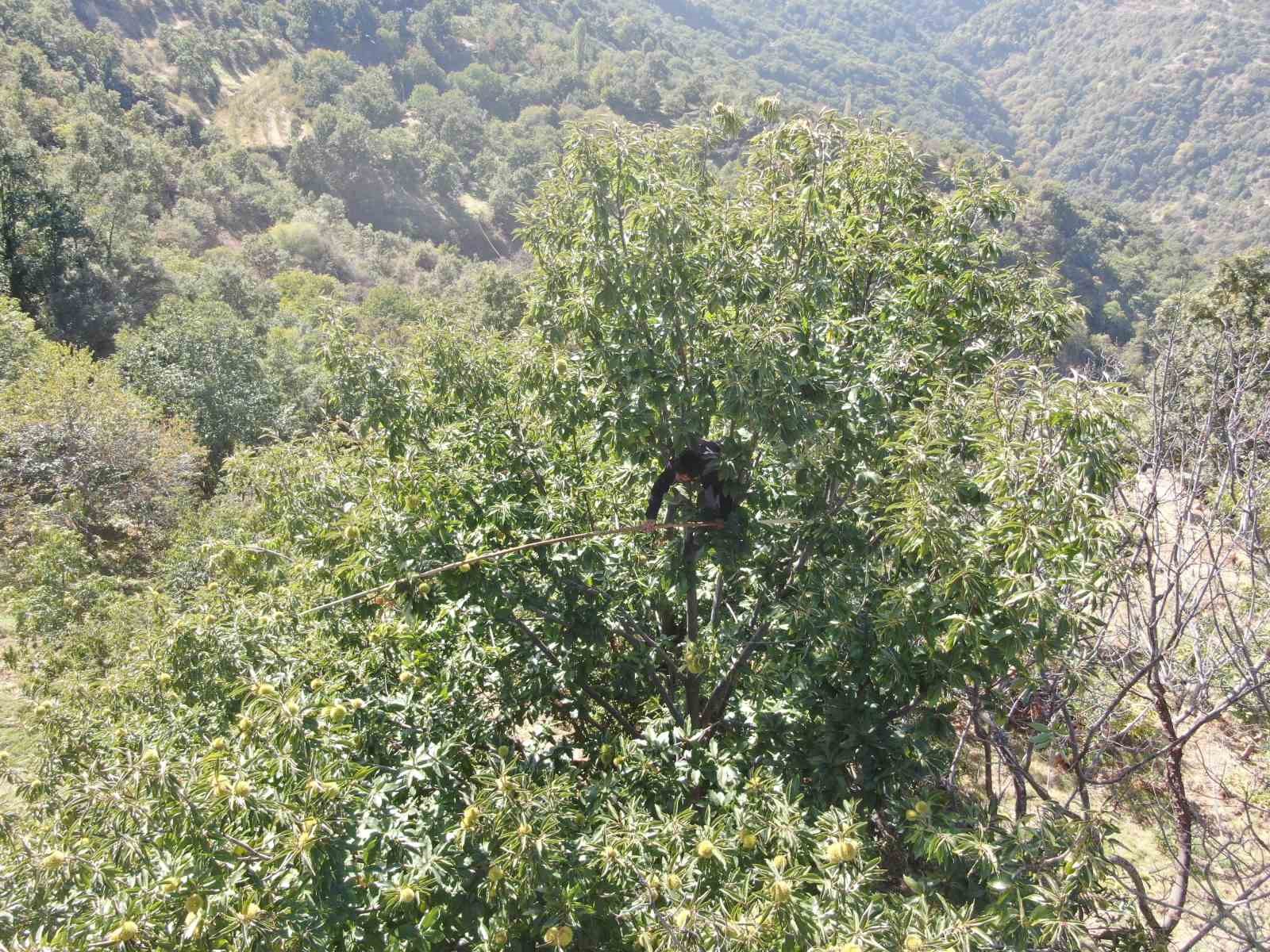 Aydın dağlarında kestane hasadı telaşı başladı
