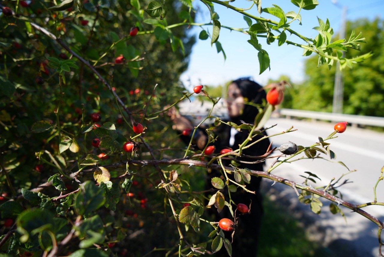 Doğal şifa deposu kuşburnunun toplanma sezonu devam ediyor
