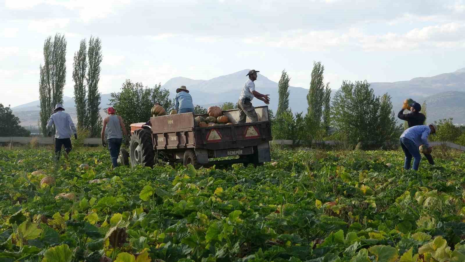 Su kısıtlaması bal kabağı rekoltesini yarı yarıya düşürdü
