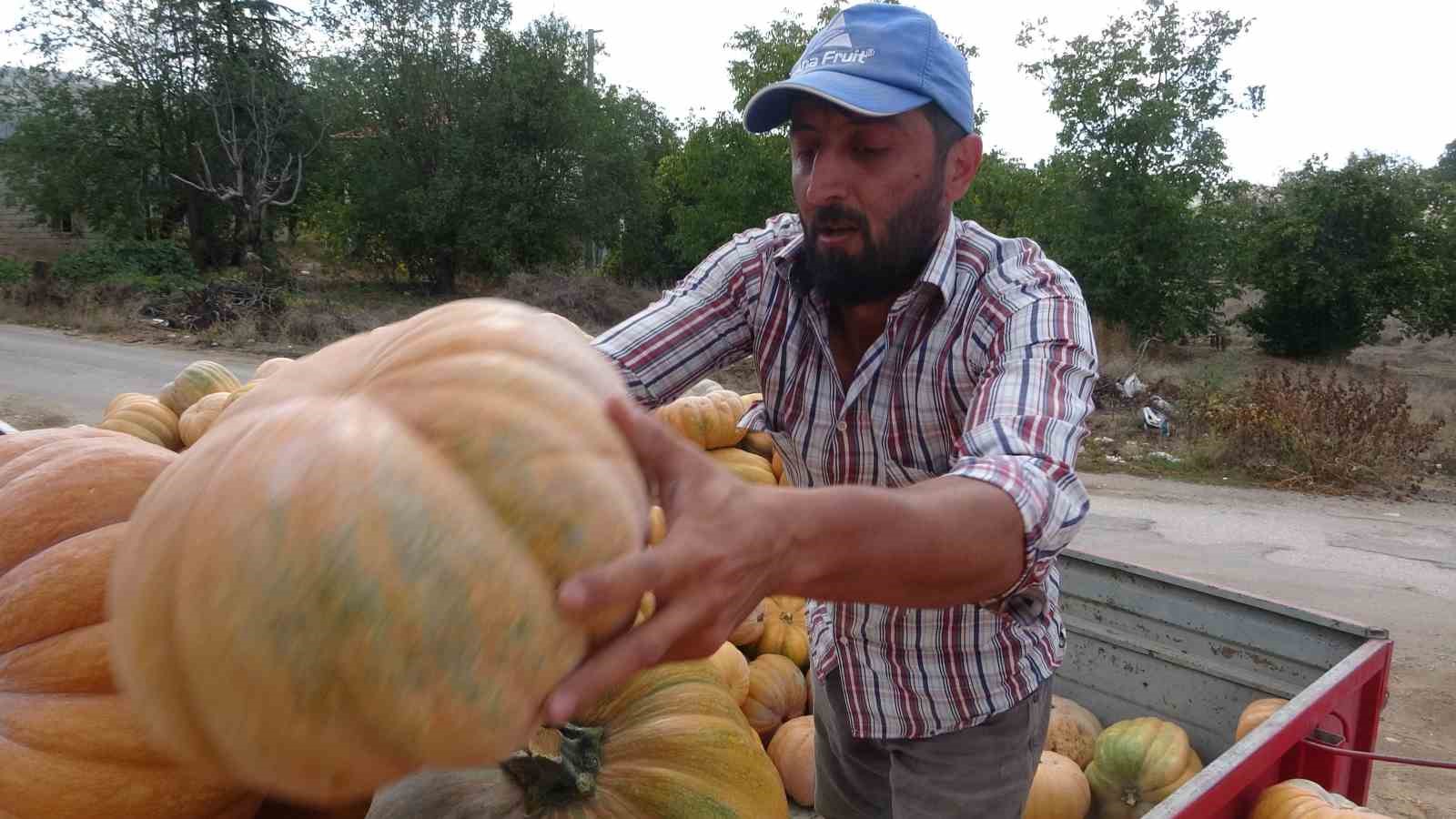 Su kısıtlaması bal kabağı rekoltesini yarı yarıya düşürdü
