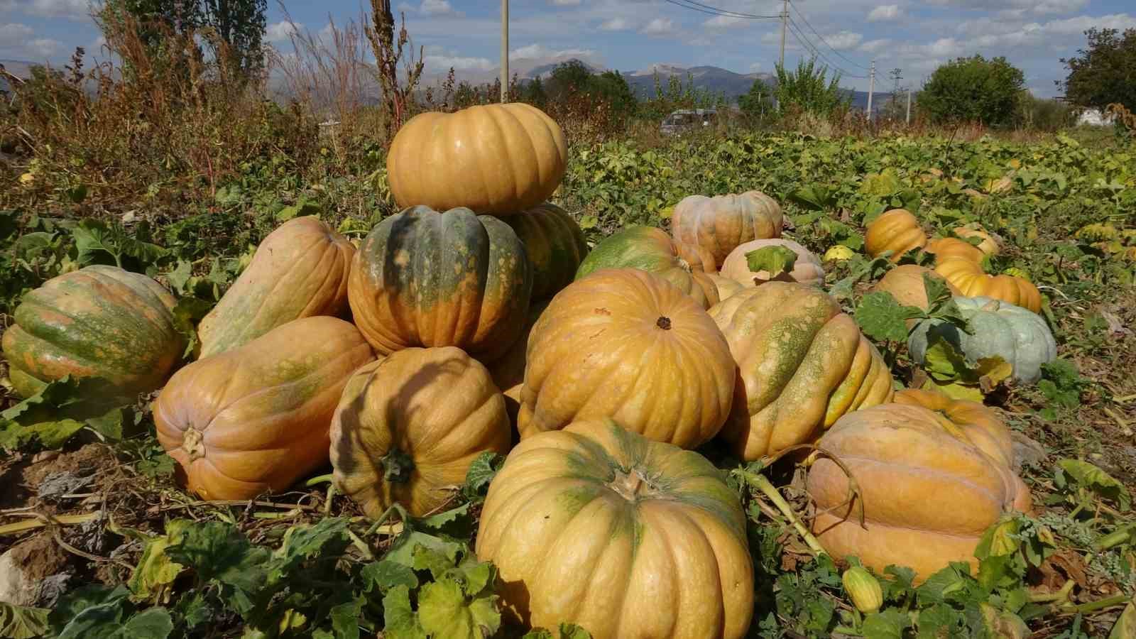 Su kısıtlaması bal kabağı rekoltesini yarı yarıya düşürdü
