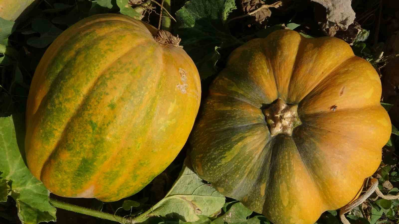 Su kısıtlaması bal kabağı rekoltesini yarı yarıya düşürdü
