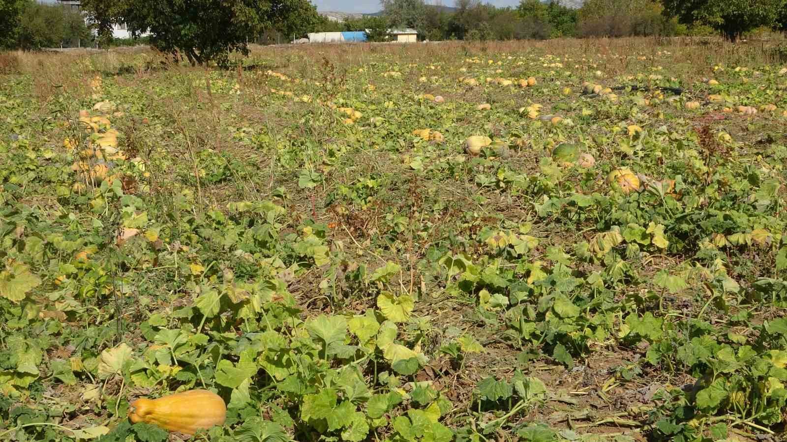 Su kısıtlaması bal kabağı rekoltesini yarı yarıya düşürdü
