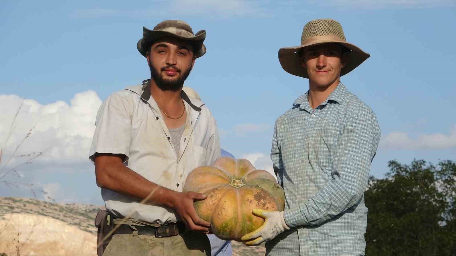 Su kısıtlaması bal kabağı rekoltesini yarı yarıya düşürdü
