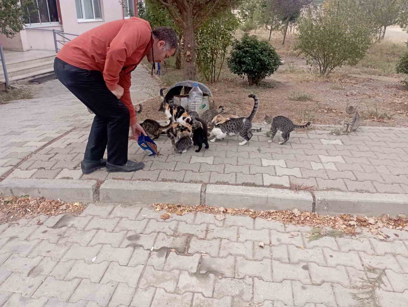 Hisarcık’lı esnaf 30 sokak kedisine bakıyor
