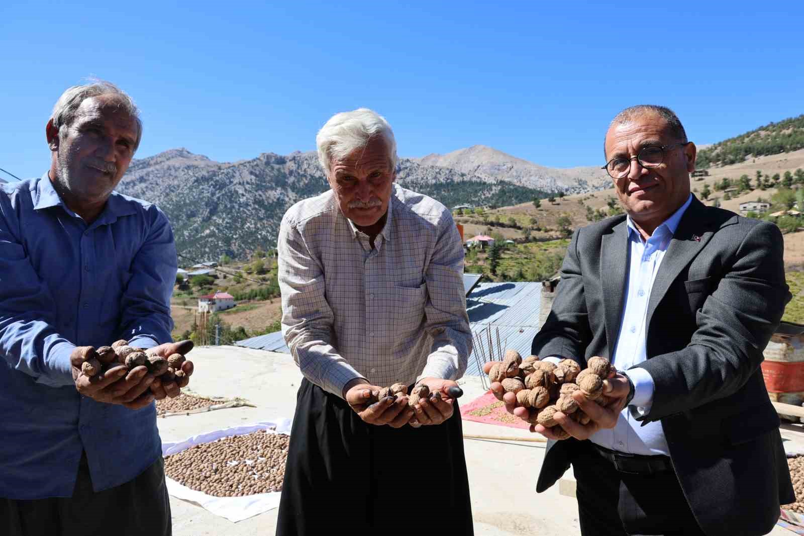 Saimbeyli Çeralan cevizi tescil yolunda
