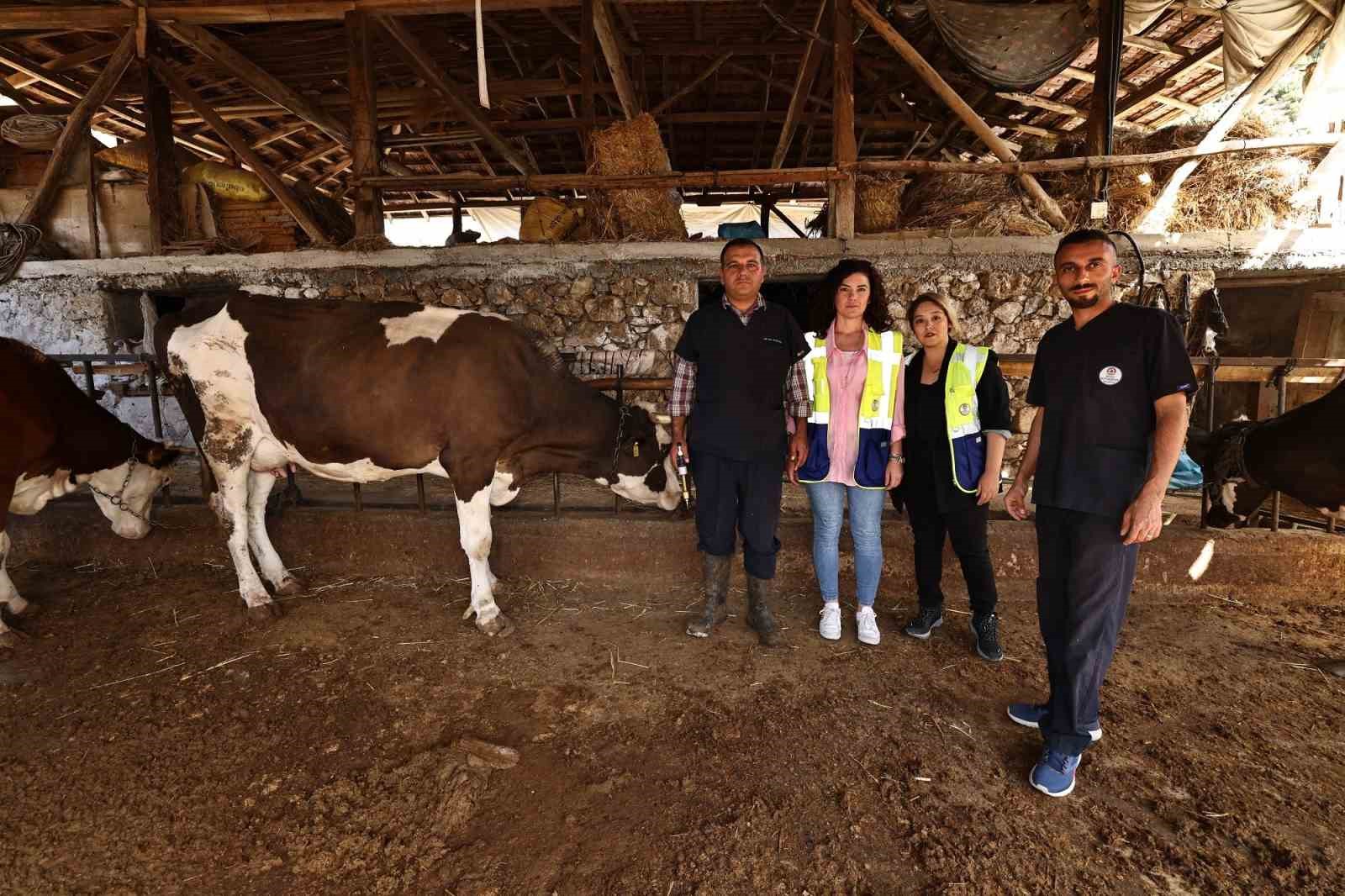 Denizli Büyükşehir mastit hastalığıyla mücadele başlattı
