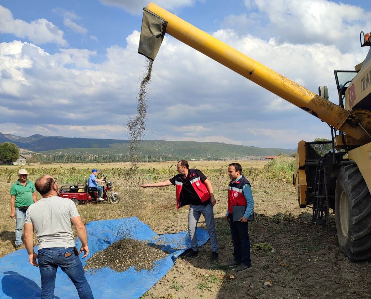 Simav’da yağlık ayçiçeği hasadına başlandı
