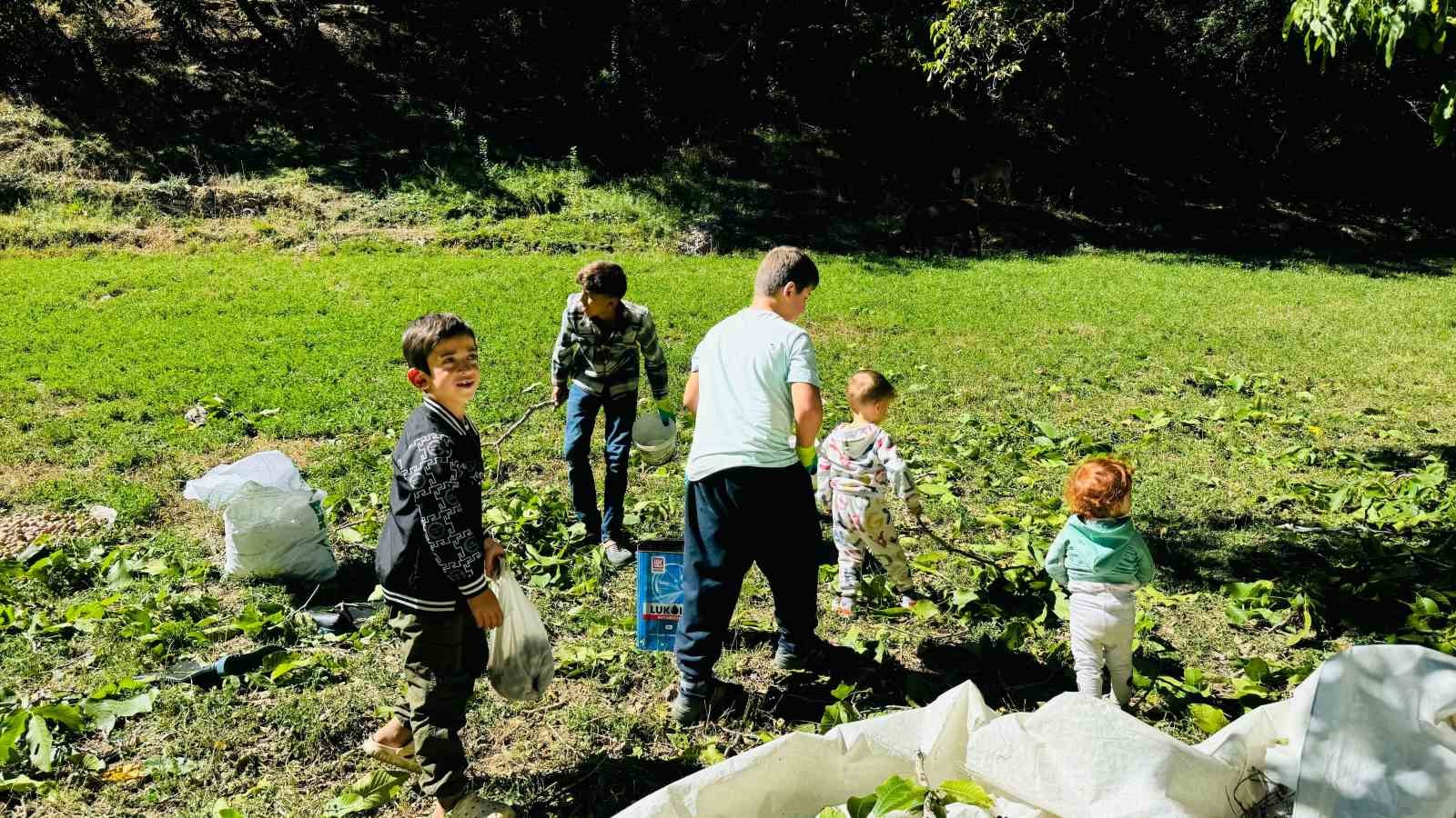 Şırnak’ta ceviz hasadı başladı
