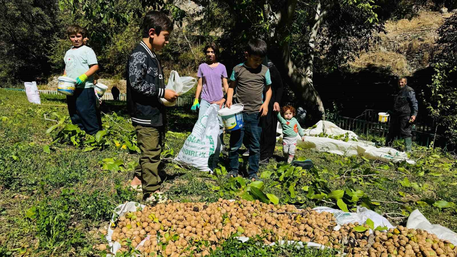 Şırnak’ta ceviz hasadı başladı
