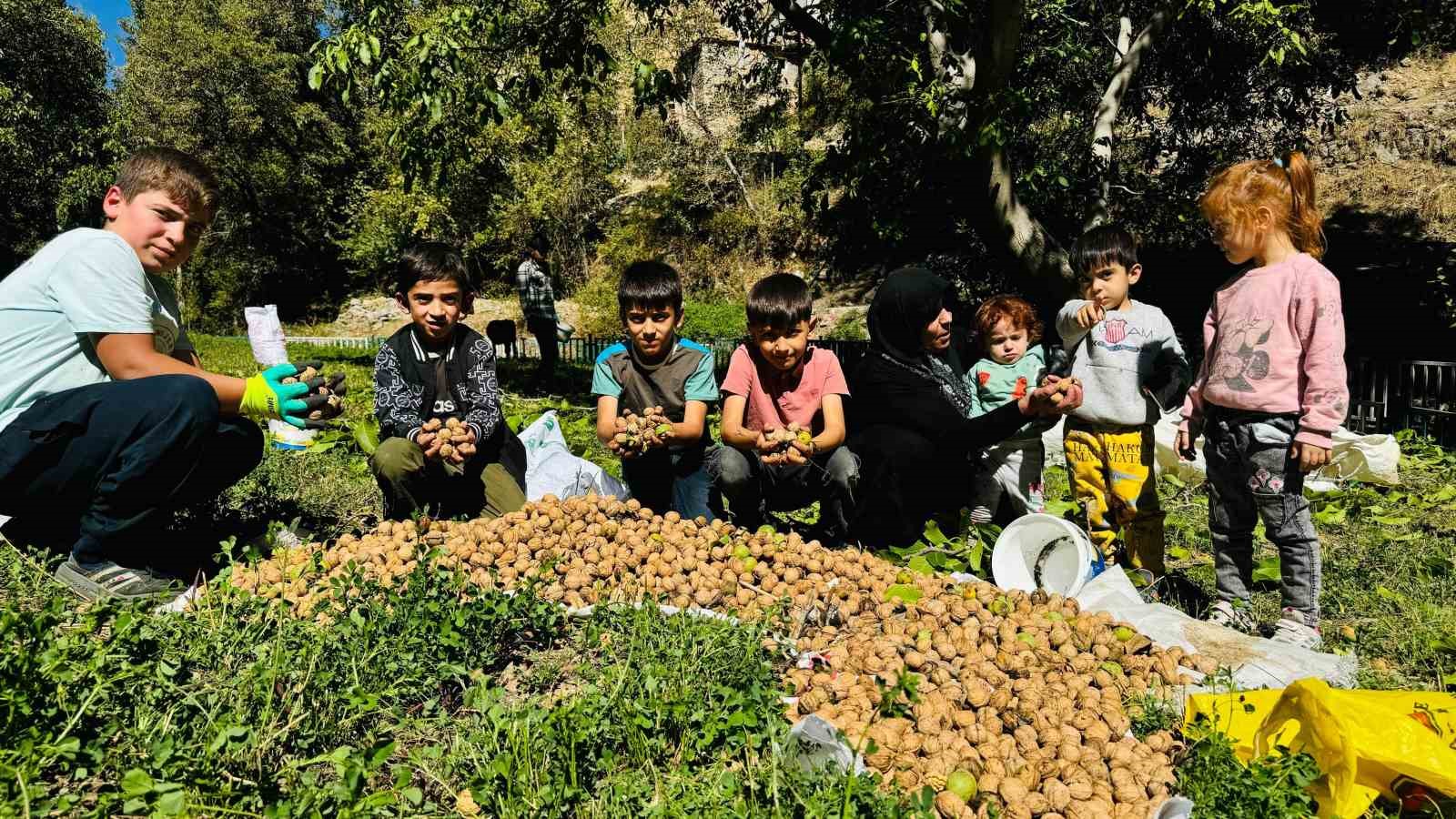 Şırnak’ta ceviz hasadı başladı
