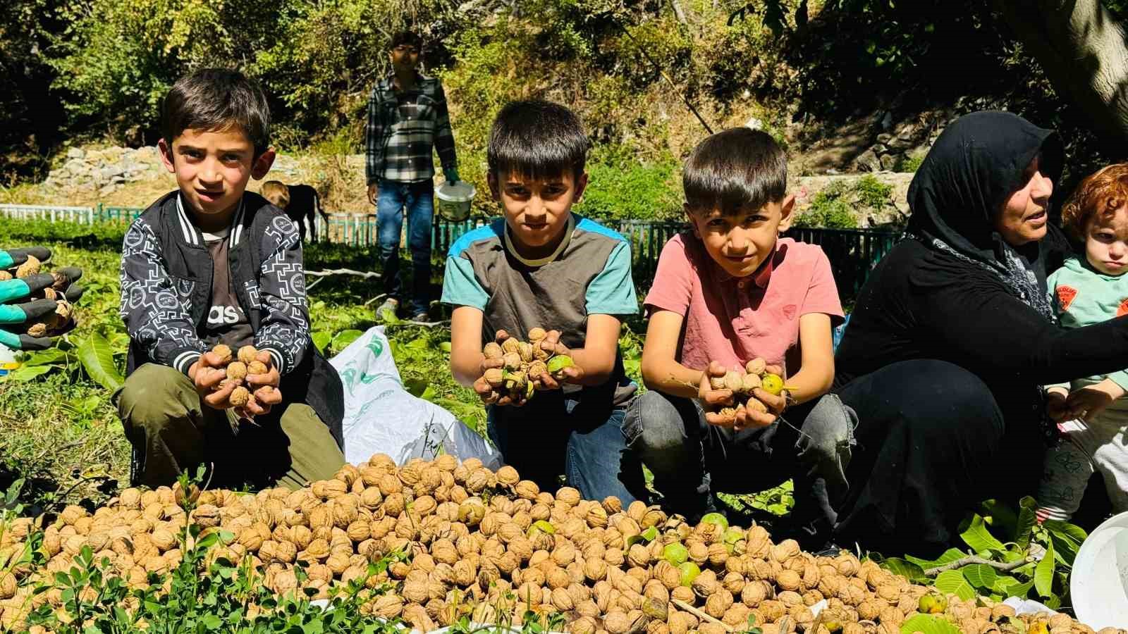 Şırnak’ta ceviz hasadı başladı
