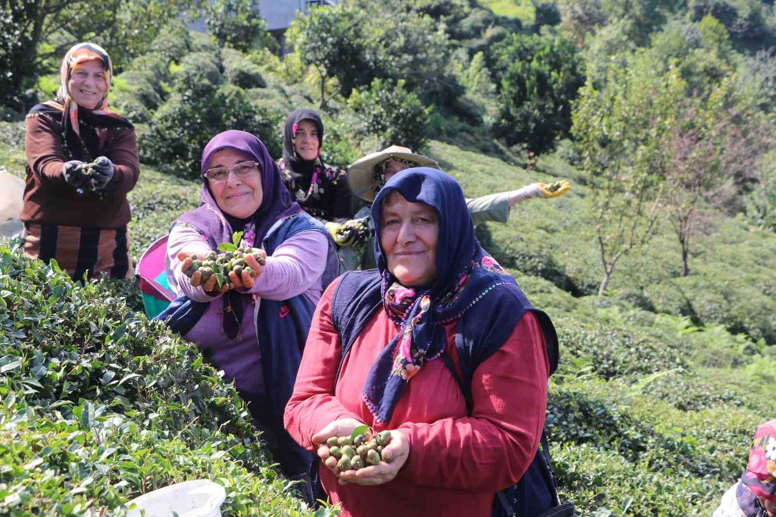 Çayın yaprağı da çöpü de tohumu da para ediyor
