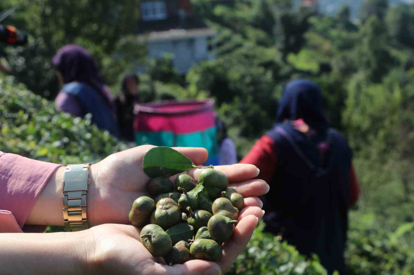 Çayın yaprağı da çöpü de tohumu da para ediyor
