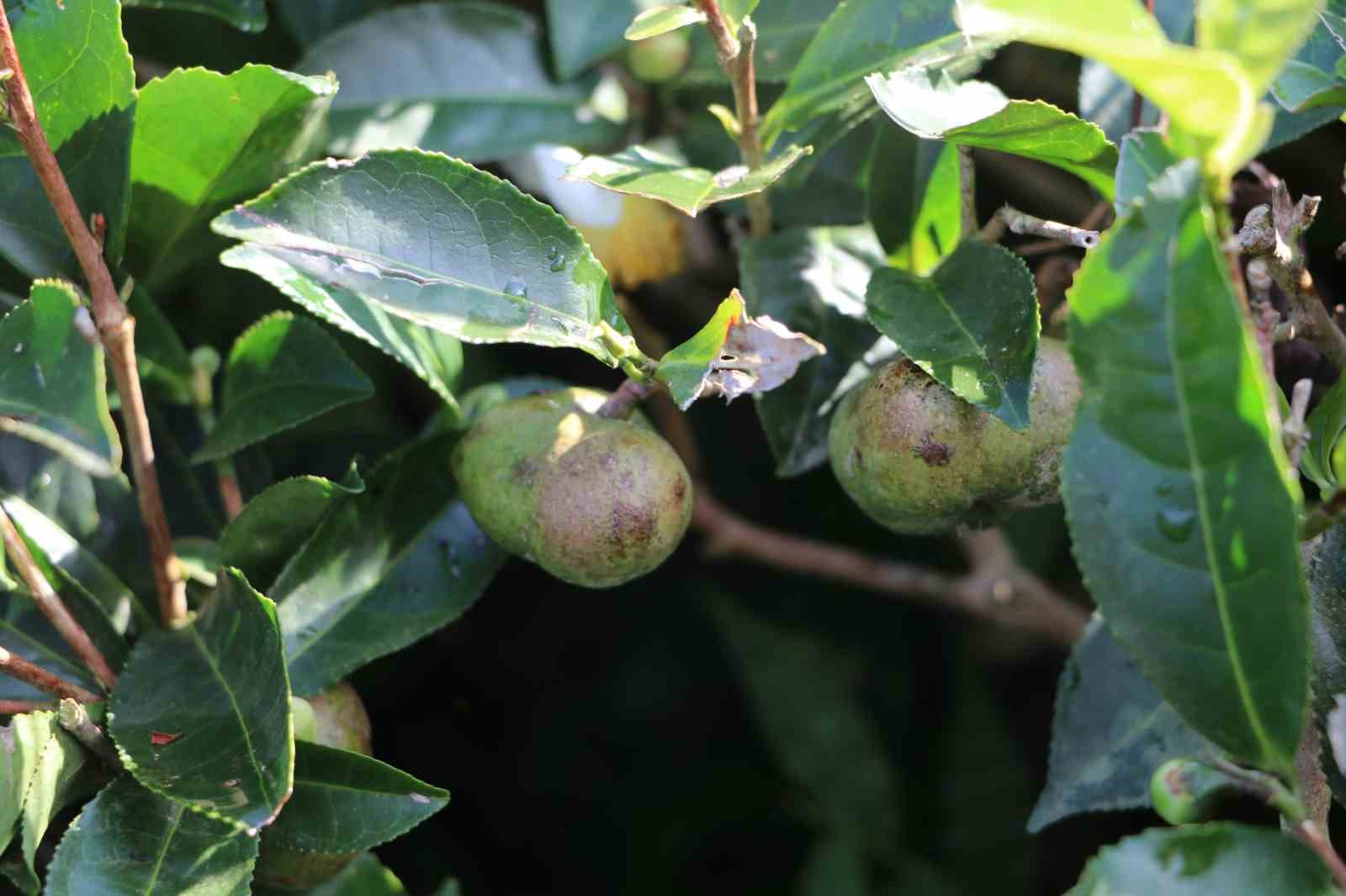 Çayın yaprağı da çöpü de tohumu da para ediyor
