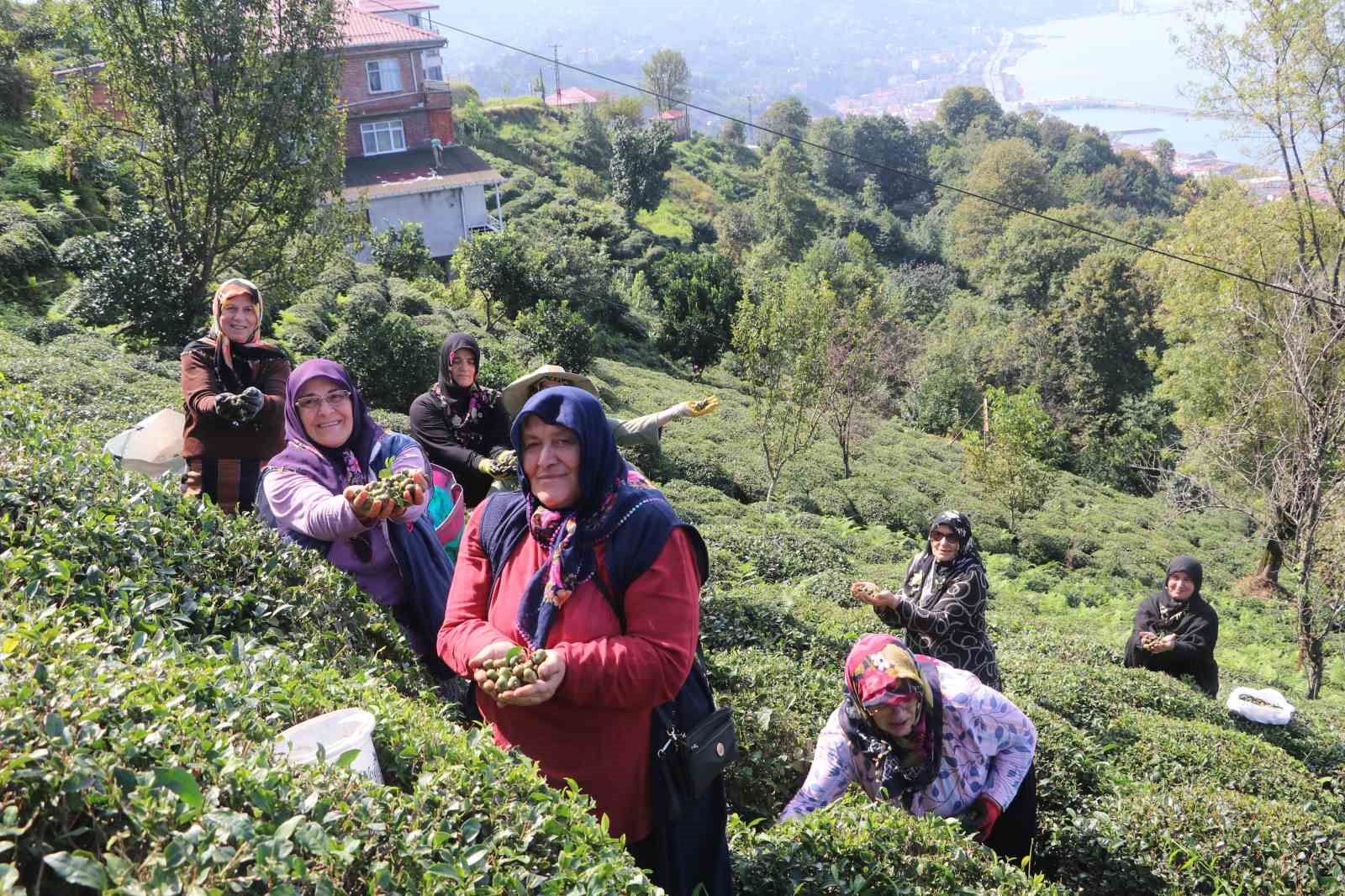 Çayın yaprağı da çöpü de tohumu da para ediyor
