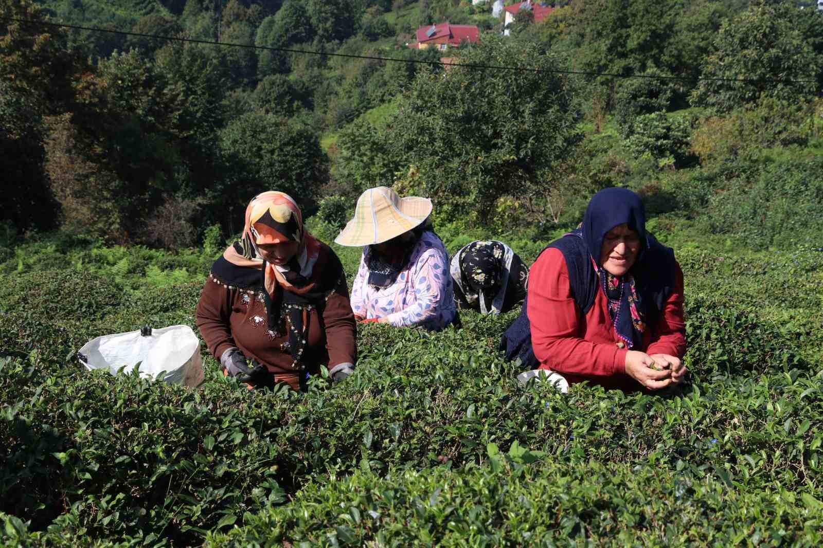 Çayın yaprağı da çöpü de tohumu da para ediyor
