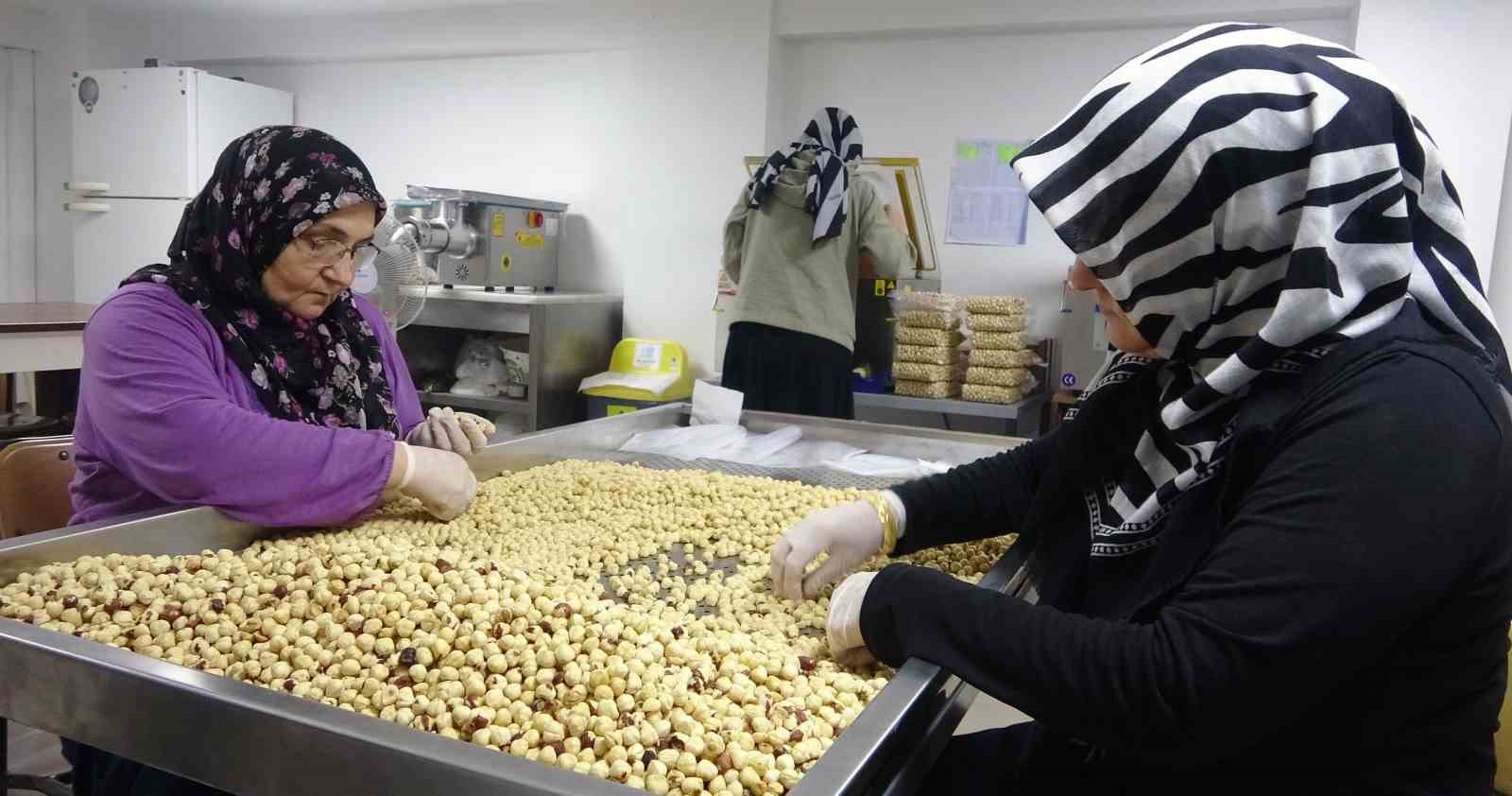 Fındıkta hasat ve kurutma bitti; kırma, kavurma ve paketleme dönemi başladı
