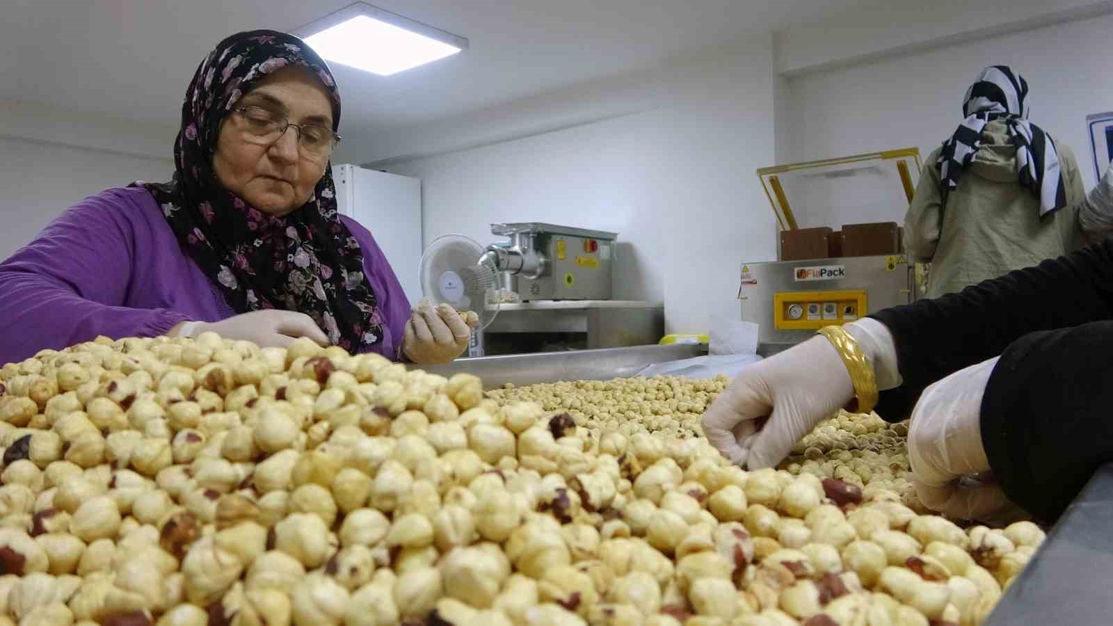 Fındıkta hasat ve kurutma bitti; kırma, kavurma ve paketleme dönemi başladı
